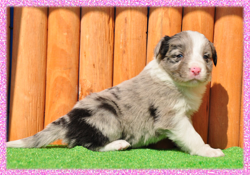 ボーダーコリー ブルーマール メス 子犬販売の専門店 AngelWan 横浜