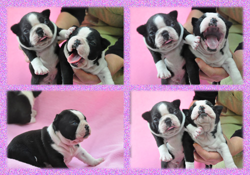 ボストンテリア　オス　メス　子犬販売の専門店　AngelWan　横浜　神奈川