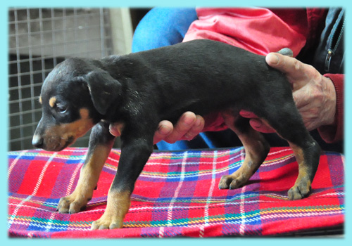 ドーベルマン　ブラックタン　オス　子犬販売の専門店　AngelWan　横浜　神奈川