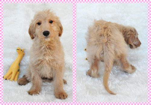 ゴールデンドゥードル　ミックス　メス　子犬販売の専門店　AngelWan　横浜