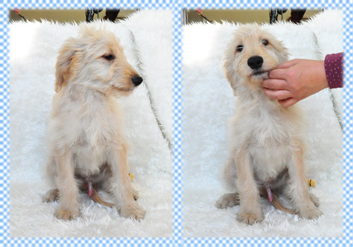 ゴールデンドゥードル ミックス オス 子犬販売の専門店 AngelWan 横浜