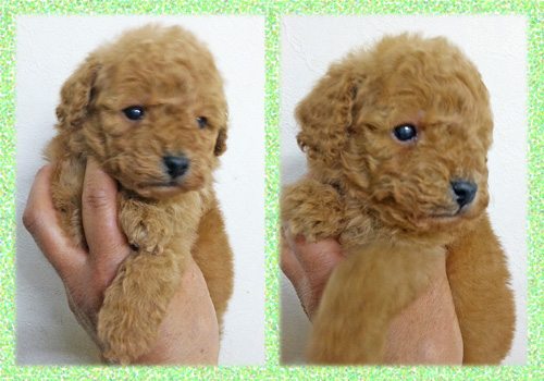 トイプードル アプリコット オス 子犬販売の専門店 AngelWan 横浜 神奈川