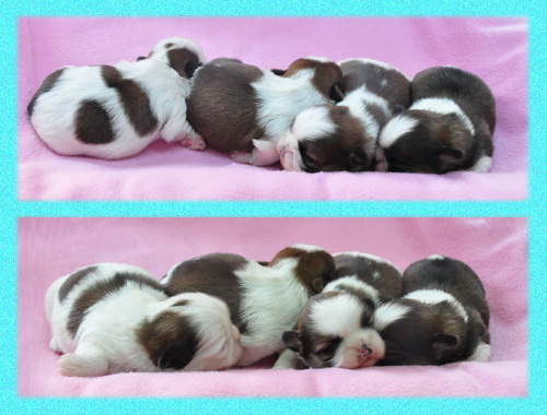 シーズー　ホワイト＆ゴールド　子犬販売の専門店　AngelWan　横浜