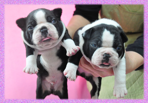 ボストンテリア　オス　メス　子犬販売の専門店　AngelWan　横浜　神奈川