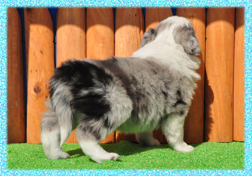 ボーダーコリー　ブルーマール　オス　子犬販売の専門店　AngelWan　横浜