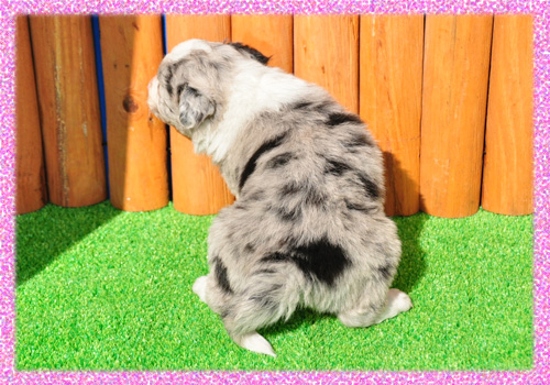 ボーダーコリー　ブルーマール　メス　子犬販売の専門店　AngelWan　横浜
