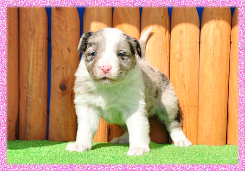 ボーダーコリー ブルーマール メス 子犬販売の専門店 AngelWan 横浜