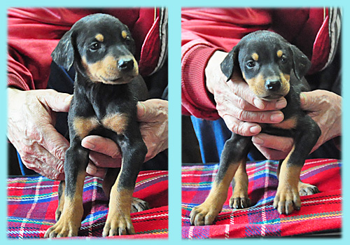 ドーベルマン　ブラックタン　オス　子犬販売の専門店　AngelWan　横浜　神奈川