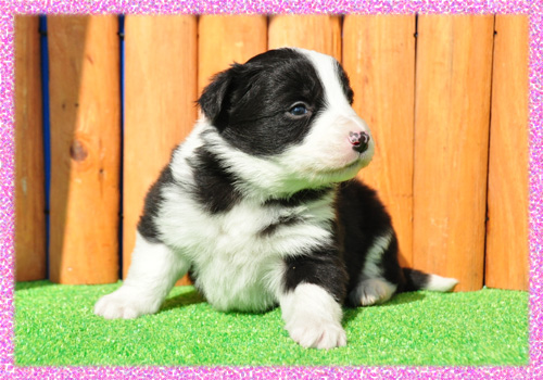 ボーダーコリー　ブラック＆ホワイト　メス　子犬販売の専門店　AngelWan　横浜