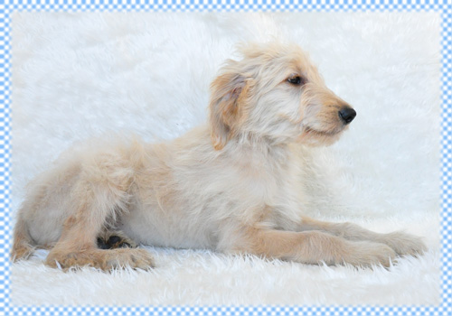 ゴールデンドゥードル ミックス オス 子犬販売の専門店 AngelWan 横浜