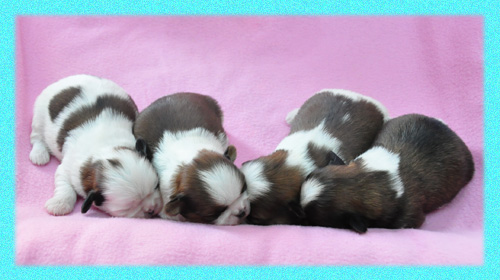 シーズー　ホワイト＆ゴールド　子犬販売の専門店　AngelWan　横浜　神奈川