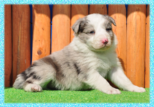 ボーダーコリー　ブルーマール　オス　子犬販売の専門店　AngelWan　横浜