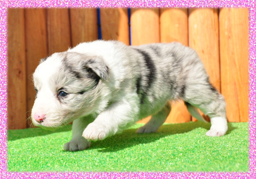 ボーダーコリー　ブルーマール　メス　子犬販売の専門店　AngelWan　横浜