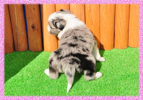 ボーダーコリー ブルーマール メス 子犬販売の専門店 AngelWan 横浜