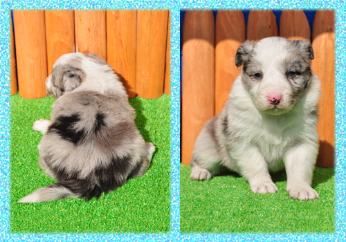 ボーダーコリー　ブルーマール　オス　子犬販売の専門店　AngelWan　横浜