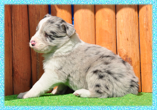 ボーダーコリー ブルーマール オス 子犬販売の専門店 AngelWan 横浜