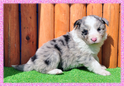 ボーダーコリー　ブルーマール　メス　子犬販売の専門店　AngelWan　横浜