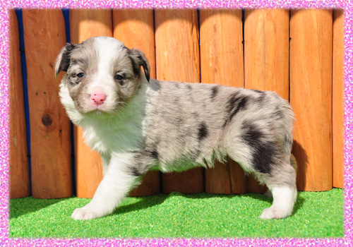 ボーダーコリー ブルーマール メス 子犬販売の専門店 AngelWan 横浜