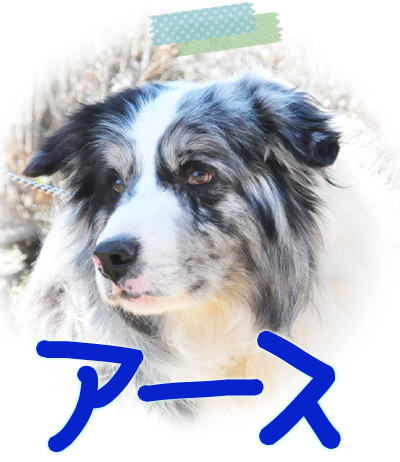 ボーダーコリー　ブリーダー子犬販売専門店　Angel Wan　横浜