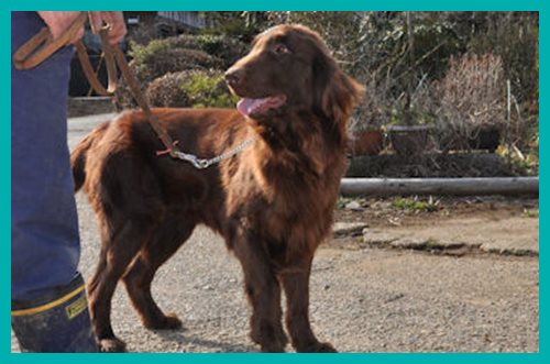 フラットコーテッドレトリバー　ブリーダー子犬販売専門店　Angelwan　東京　神奈川　千葉