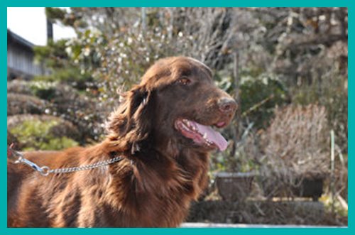 フラットコーテッドレトリバー　ブリーダー子犬販売専門店　Angelwan　東京　神奈川　千葉