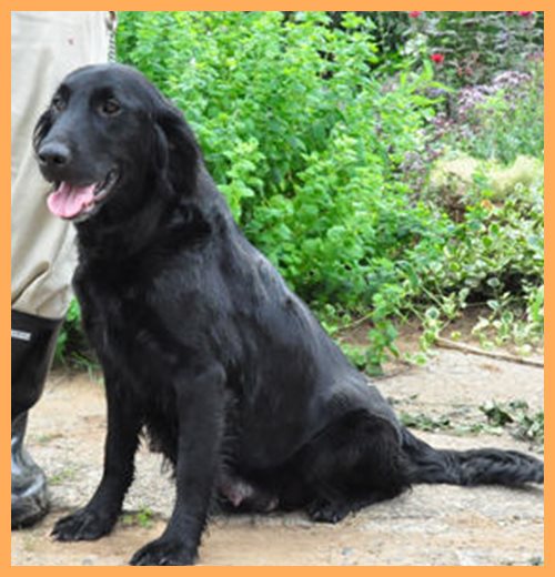 フラットコーテッドレトリバー　ブリーダー子犬販売専門店　Angelwan　東京　神奈川　千葉