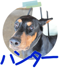 ドーベルマン　ブリーダー子犬販売専門店　Angel Wan　横浜