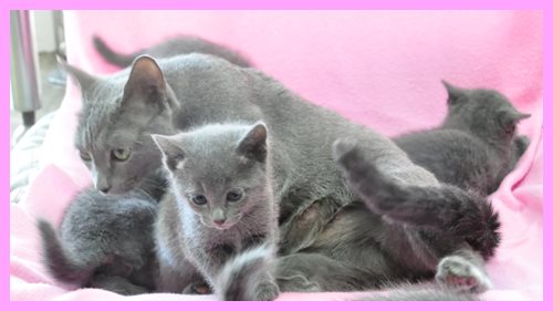 ロシアンブルー ブリーダー子犬販売専門店　Angel wan 東京　神奈川　千葉