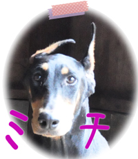 ドーベルマン　ブリーダー子犬販売専門店　Angel Wan　横浜