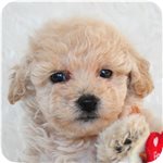 トイプードル　ブリーダー子犬販売専門店　AngelWan 横浜