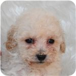 トイプードル ブリーダー子犬販売専門店 AngelWan 横浜