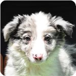 ボーダーコリー ブリーダー子犬販売専門店 AngelWan 横浜