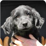 フラットコーテッドレトリバー　ブリーダー子犬販売専門店　AngelWan 横浜