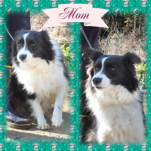 ボーダーコリー　ブリーダー子犬販売専門店　Angel Wan 東京　神奈川　千葉