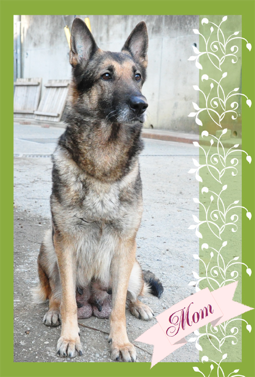 ジャーマンシェパードドッグ　ブリーダー子犬販売専門店　Angel Wan 東京　神奈川　千葉