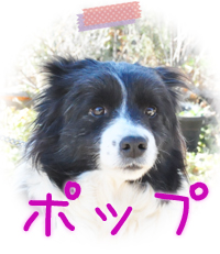 ボーダーコリー　ブリーダー子犬販売専門店　Angel Wan　横浜