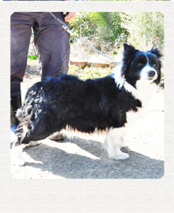 ボーダーコリー　ブリーダー子犬販売専門店　Angel Wan 東京　神奈川　千葉