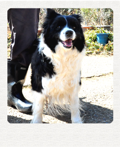 ボーダーコリー　ブリーダー子犬販売専門店　Angel Wan 東京　神奈川　千葉