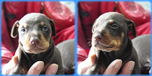 ドーベルマン ブリーダー子犬販売専門店 AngelWan 東京 神奈川 千葉