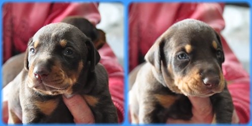 ドーベルマン ブリーダー子犬販売専門店 AngelWan 東京 神奈川 千葉