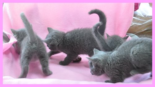 ロシアンブルー ブリーダー子犬販売専門店　Angel wan 東京　神奈川　千葉