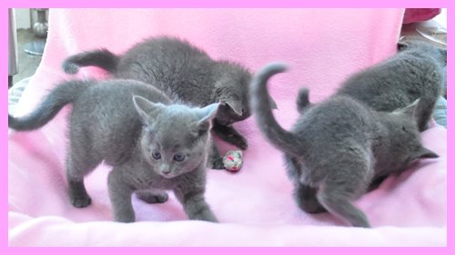 ロシアンブルー ブリーダー子犬販売専門店　Angel wan 東京　神奈川　千葉