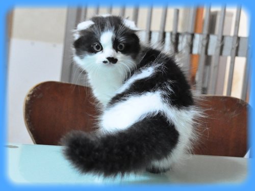 フラットコーテッドレトリバー ブリーダー子犬販売専門店　AngelWan　東京　神奈川　千葉