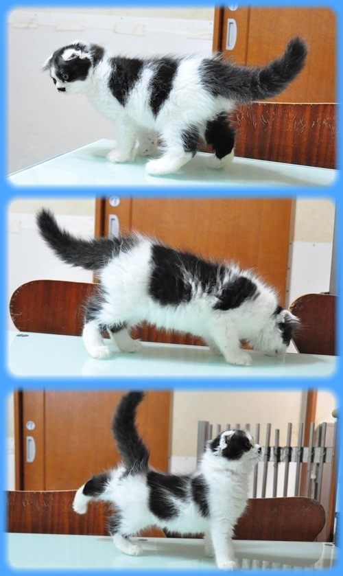 フラットコーテッドレトリバー ブリーダー子犬販売専門店　AngelWan 東京　神奈川　千葉