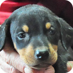 ドーベルマン　ブラックタン　オス　子犬販売の専門店　AngelWan　横浜　神奈川