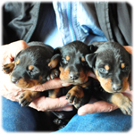 ドーベルマン　ブリーダー子犬販売専門店　Angel Wan　横浜