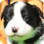 ボーダーコリー　ブラック＆ホワイト　メス　子犬販売の専門店　AngelWan　横浜