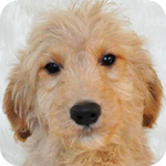 ゴールデンドゥードル　ミックス　メス　子犬販売の専門店　AngelWan　横浜