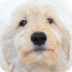 ゴールデンドゥードル ミックス オス 子犬販売の専門店 AngelWan 横浜