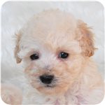 トイプードル　ブリーダー子犬販売専門店　AngelWan 横浜